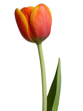 04 tulip orange yellow lgn